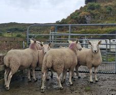 Organic Cheviot Hoggets