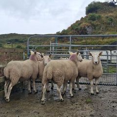 Organic Cheviot Hoggets