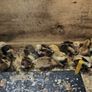 mixed chicks Rhode islands Image 2