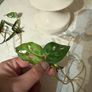 indoor plant Monstera Adansonii cuttings Image 2