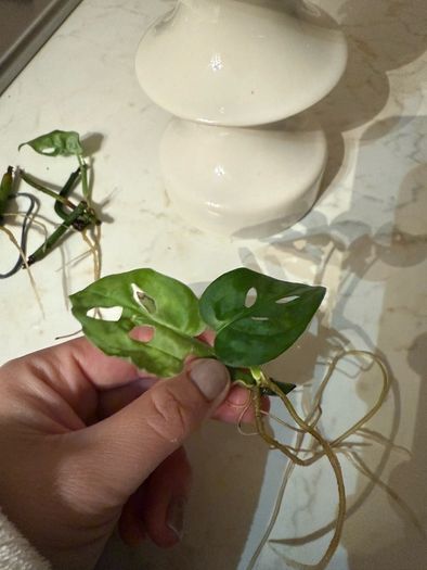 indoor plant Monstera Adansonii cuttings