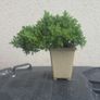 Bonsai Juniperus Image 3