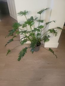 Philodendron Xanadu