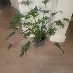 Philodendron Xanadu