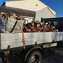 Firewood, Coal, Willow Logs and Starter Logs Image 6