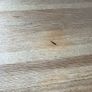 oak , solid table very heavy.  Square . Fits 6 Image 2