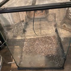 large glass reptile tank