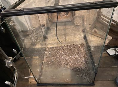 large glass reptile tank