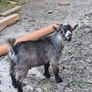 pygmy goats Image 3