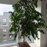 Ficus tree Image 2
