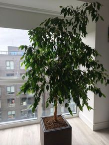 Ficus tree