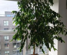 Ficus tree