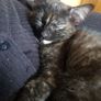 Cat and kitten Image 3