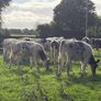 27 super Belgian Blue Heifers for sale Image 6