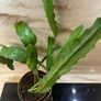 Cactus plant Image 3