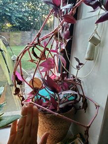 Inch plant