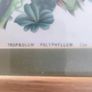 Framed double Botanical Print of  flowers still life. Image 5