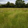 Grass Standing Meadow Image 2