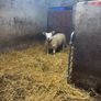 Pbr Texel Rams Image 5