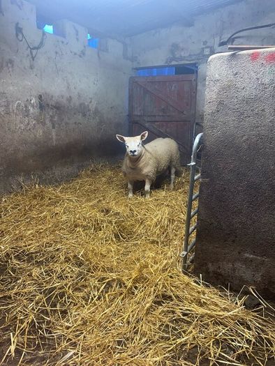 Pbr Texel Rams