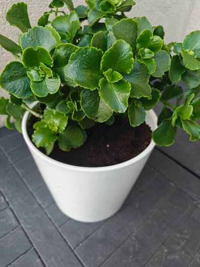 Florist's kalaonchoe