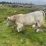 Charolais bull Image 4