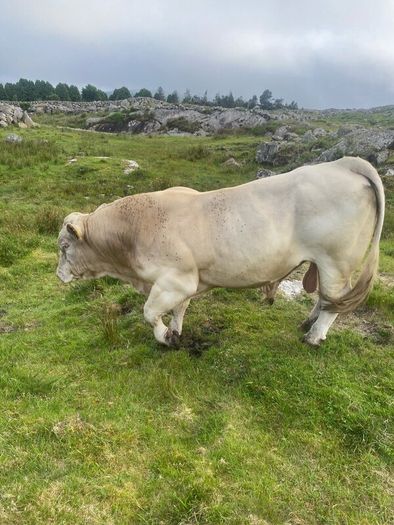 Charolais bull