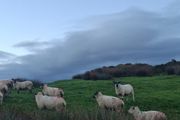 Hogget ewes