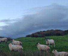 Hogget ewes