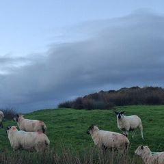 Hogget ewes