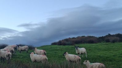 Hogget ewes