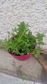 organic oregano