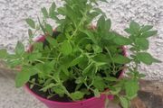organic oregano