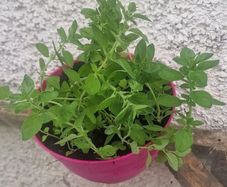 organic oregano