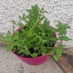 organic oregano