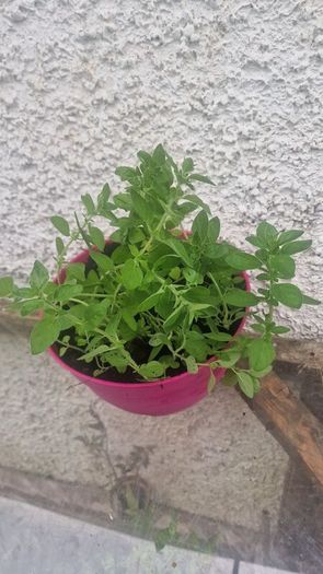 organic oregano