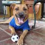 Limited Edition Dog Football Jerseys Brand New Image 5
