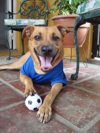 Limited Edition Dog Football Jerseys Brand New