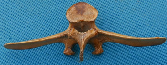 Vintage Bone