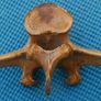 Vintage Bone Image 6