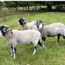 Swaledale Rams Image 3