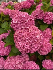 Hydrangea