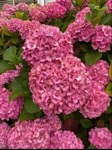 Hydrangea
