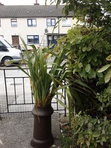 New Zealand Flax in antique chimney pot.