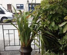 New Zealand Flax in antique chimney pot.