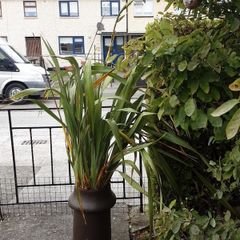 New Zealand Flax in antique chimney pot.
