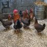 Hens/pullets Image 8