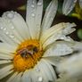 Sigma Macro lens 150mm Nikon fit Excellent condition Image 7