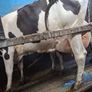Holstein bull Image 10