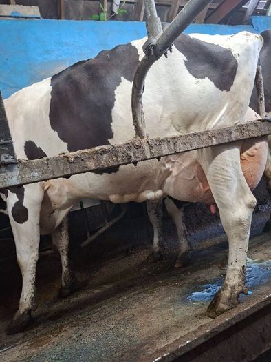 Holstein bull